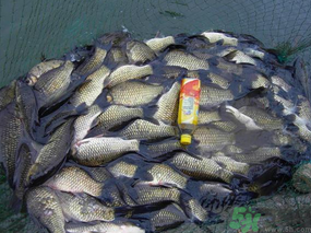 秋天夜釣鯽魚用什么餌料？秋天夜釣鯽魚餌料配方