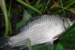 秋天夜釣鯽魚用什么餌料？秋天夜釣鯽魚餌料配方