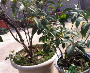 桂花可以做什么？新鮮桂花可以做什么？