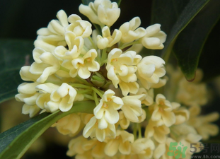 桂花是秋天開(kāi)的嗎？秋天開(kāi)的花有哪些？