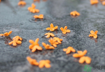 桂花是秋天開(kāi)的嗎？秋天開(kāi)的花有哪些？