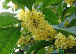 桂花是什么顏色？桂花有幾種顏色？