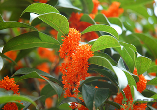 桂花是什么顏色？桂花有幾種顏色？