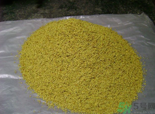 桂花可以做枕頭嗎？桂花做枕頭有什么功效？