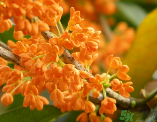 桂花可以做面膜嗎？?桂花面膜制作方法