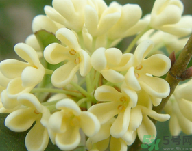 桂花怎么做香水？新鮮桂花怎么做香水？