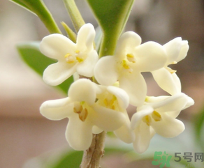 桂花怎么做香水？新鮮桂花怎么做香水？