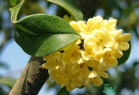 桂花不開花是什么原因？桂花不開花怎么辦？