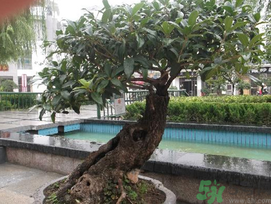 桂花可以放在臥室嗎？桂花放在臥室好嗎？