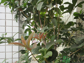 桂花可以放在臥室嗎？桂花放在臥室好嗎？