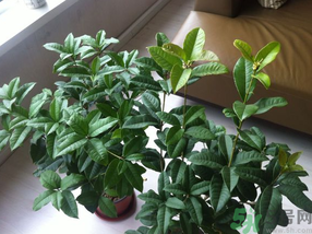 桂花可以放在臥室嗎？桂花放在臥室好嗎？