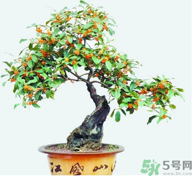 桂花樹可以種在室內(nèi)嗎？桂花樹適合在室內(nèi)嗎？