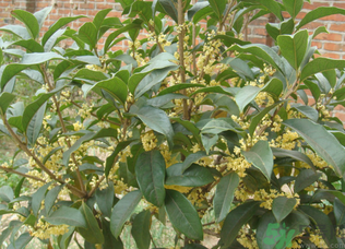 桂花樹可以種在室內(nèi)嗎？桂花樹適合在室內(nèi)嗎？