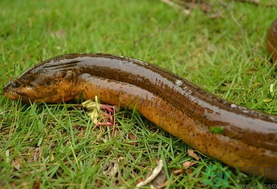 野生黃鱔和養(yǎng)殖黃鱔的區(qū)別？黃鱔野生怎么區(qū)分？