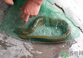 野生黃鱔和養(yǎng)殖黃鱔的區(qū)別？黃鱔野生怎么區(qū)分？