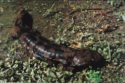 野生娃娃魚多少錢一斤？野生娃娃魚多少錢一條？