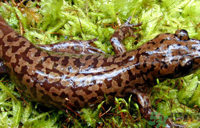 野生娃娃魚多少錢一斤？野生娃娃魚多少錢一條？