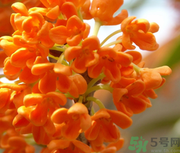 桂花和茶葉能一起泡嗎？桂花能和茶葉一起泡嗎？