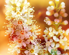 桂花和茶葉能一起泡嗎？桂花能和茶葉一起泡嗎？