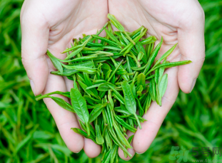 桂花和茶葉能一起泡嗎？桂花能和茶葉一起泡嗎？