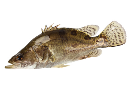 怎樣吃魚最有營養(yǎng)？喝魚湯會致高脂血癥嗎？