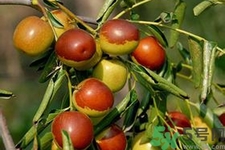 冬棗能放多久？冬棗的儲(chǔ)存方法有哪些？