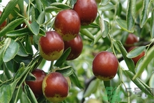 冬棗能泡茶喝嗎？泡茶喝用干冬棗好還是新鮮冬棗好？