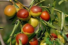 冬棗能泡茶喝嗎？泡茶喝用干冬棗好還是新鮮冬棗好？