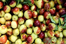 冬棗和甘蔗一起能提高免疫力嗎？冬季吃冬棗和甘蔗有什么好處？