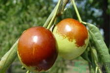 吃冬棗能補(bǔ)血嗎？吃冬棗為什么能補(bǔ)血？