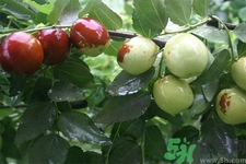 沾化冬棗的營養(yǎng)價(jià)值 沾化冬棗的功效與作用