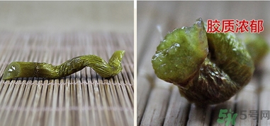 鐵皮楓斗怎么吃？鐵皮楓斗功效與作用