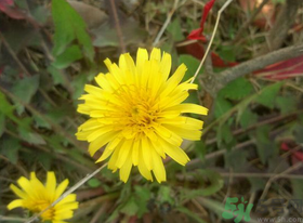 新鮮菊花怎么曬干？新鮮菊花怎么處理？