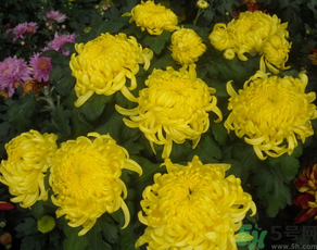 新鮮菊花怎么曬干？新鮮菊花怎么處理？