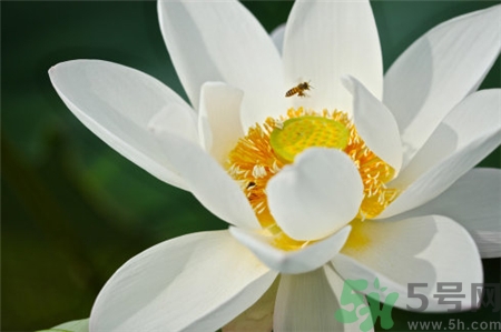 荷花粉可以做面膜嗎?荷花粉面膜能祛斑嗎? 荷花粉可以做面膜嗎?荷花粉面膜能祛斑嗎?