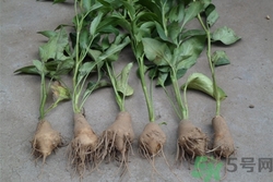 白術可以祛斑嗎?白術祛斑的危害是什么