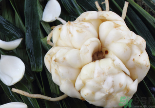 新鮮百合可以放冰箱嗎？鮮百合可以冷凍嗎？