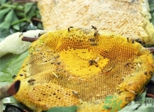 蜂巢的營養(yǎng)價值 蜂巢的功效與作用 蜂巢的營養(yǎng)價值 蜂巢的功效與作用