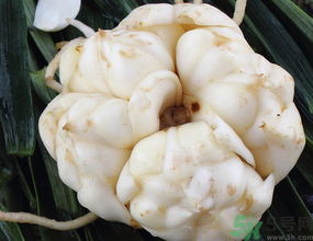 新鮮百合有苦味能吃嗎？鮮百合怎么去苦味？