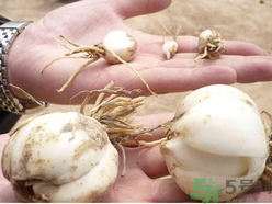 新鮮百合什么時候上市？鮮百合什么時候上市？