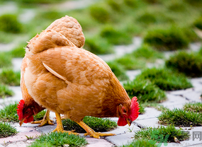 三黃雞多少錢一斤？三黃雞多少錢一只？