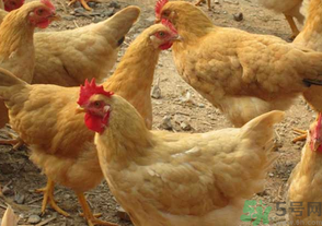 三黃雞多少錢一斤？三黃雞多少錢一只？