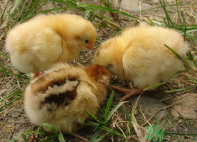 三黃雞多少錢一斤？三黃雞多少錢一只？