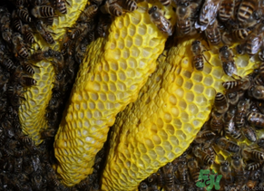 野蜂蜜多少錢一斤？土蜂蜜多少錢一斤？