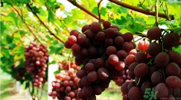 吃紅提會上火嗎？怎樣吃紅提不上火？