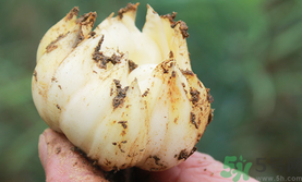 新鮮百合可以生吃嗎？新鮮百合能吃嗎？