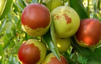 冬棗洗了可以放冰箱嗎？冬棗放冰箱好還是不放冰箱好？