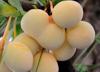 新鮮銀杏果怎么處理？新鮮銀杏果怎么去皮？