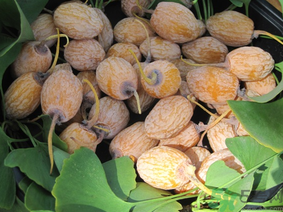 新鮮銀杏果怎么處理？新鮮銀杏果怎么去皮？