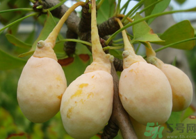 新鮮白果怎么保存？新鮮白果的保存方法